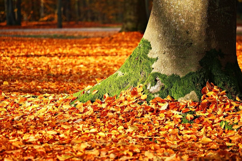 Autumn Leaves