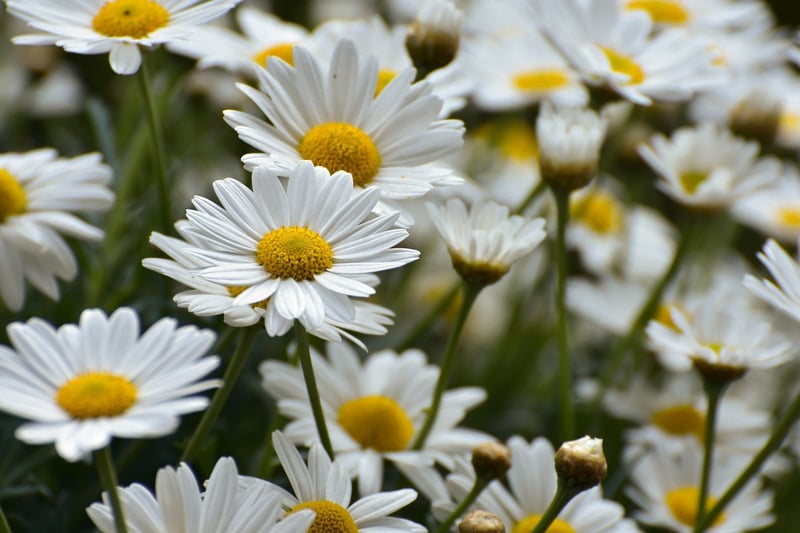Gardening Community