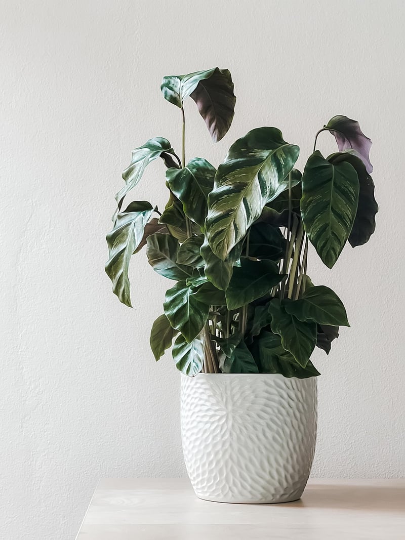 Indoor Plant Displays